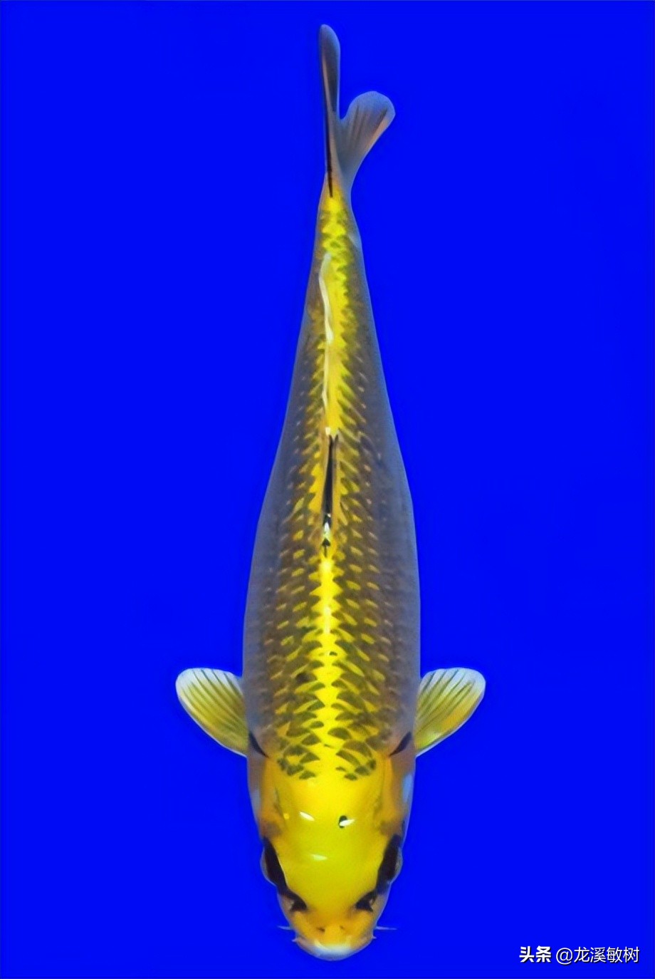 锦鲤分多少种什么样的锦鲤最好养,锦鲤要怎么选才能选到好的锦鲤