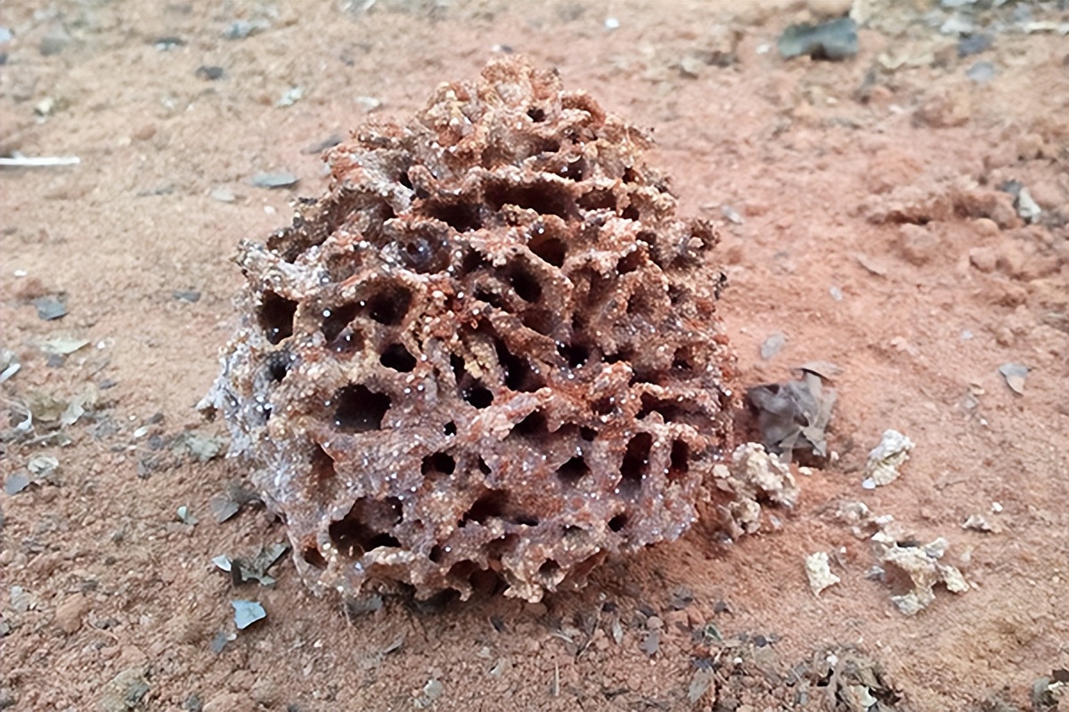 白蚁是什么样如何防治,白蚁防治白蚁是怎么进入室内的