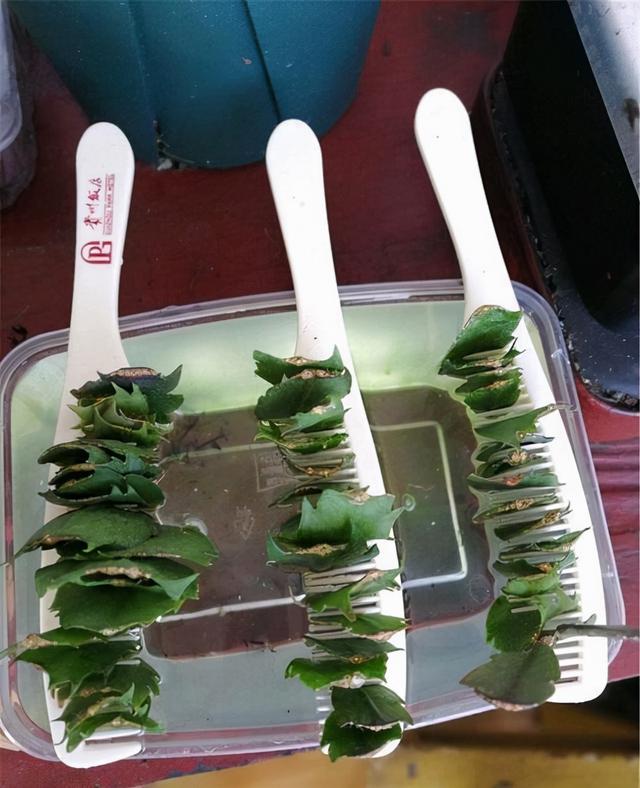 教你扦插大法扦插什么植物都能活,扦插小技巧栽培小妙招