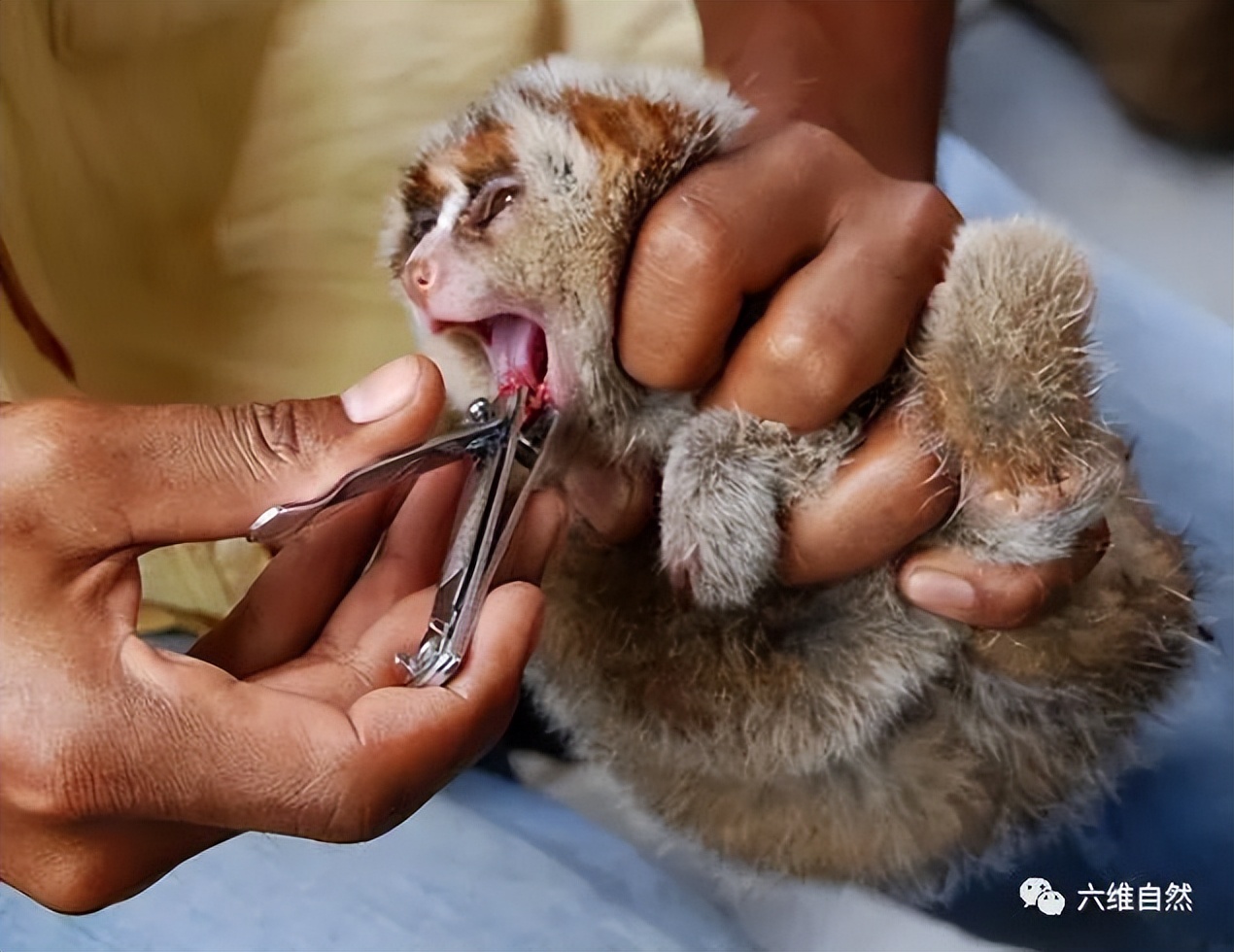 云南蜂猴,蜂猴受伤