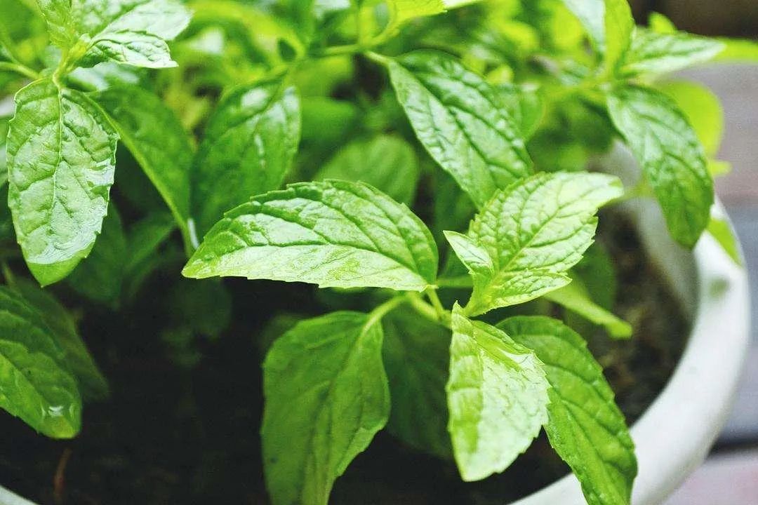 万物有灵|知我清凉疗痛伤——薄荷