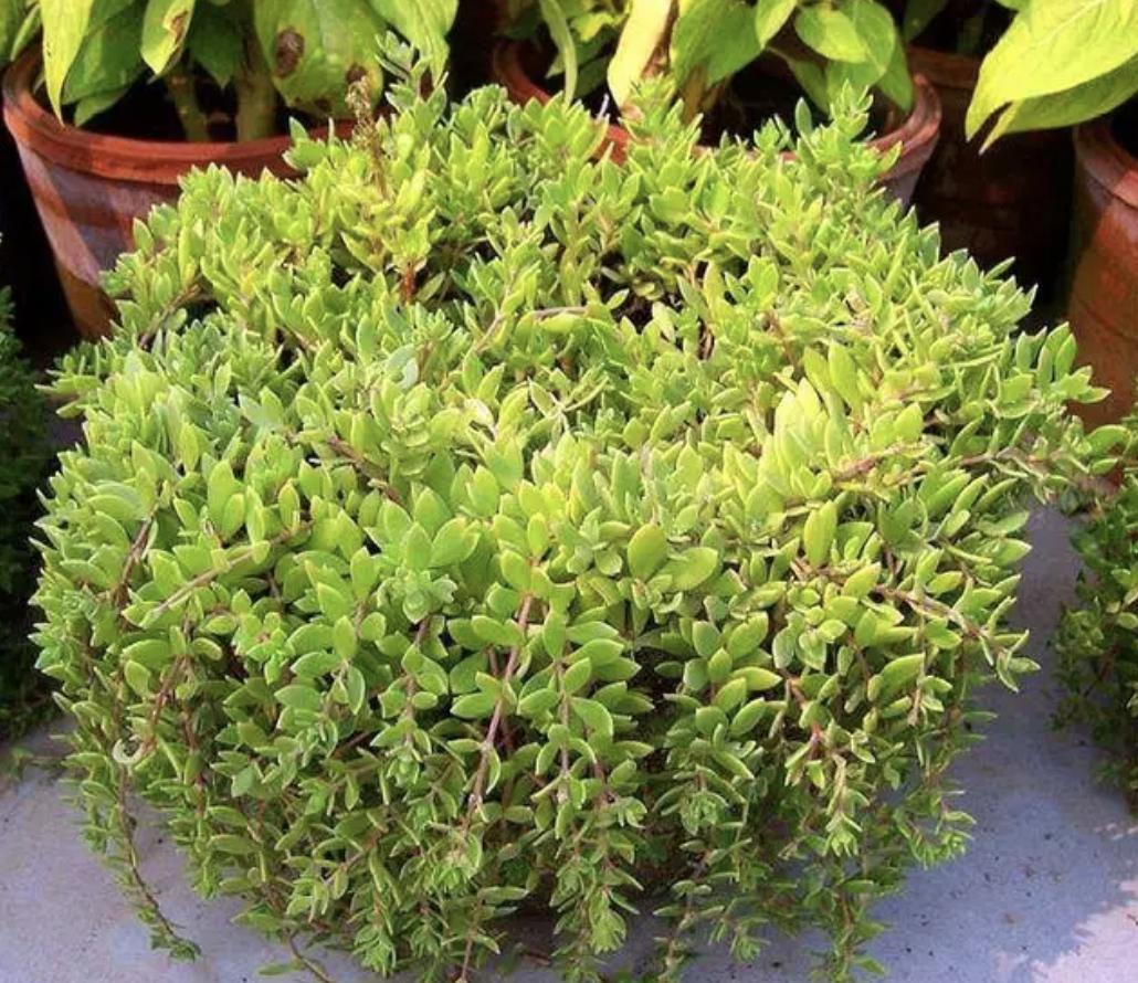 哪种植物能养活家里,五种大型植物家里就能养殖