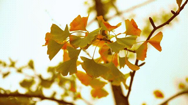 秋季限定|昆明九所学校，送你诗意校园里的一抹金