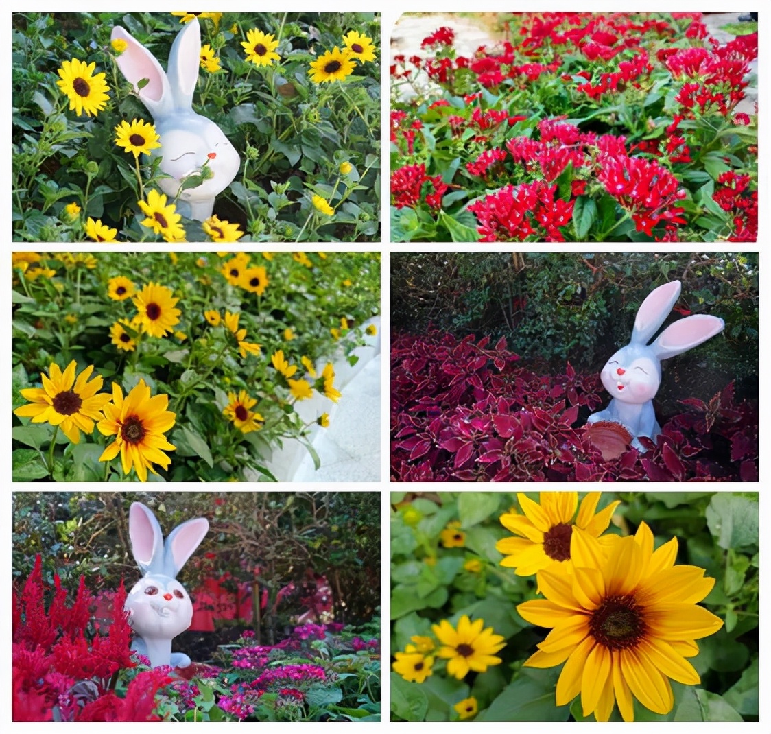 深圳新公园免费开放,深圳公园有序开放