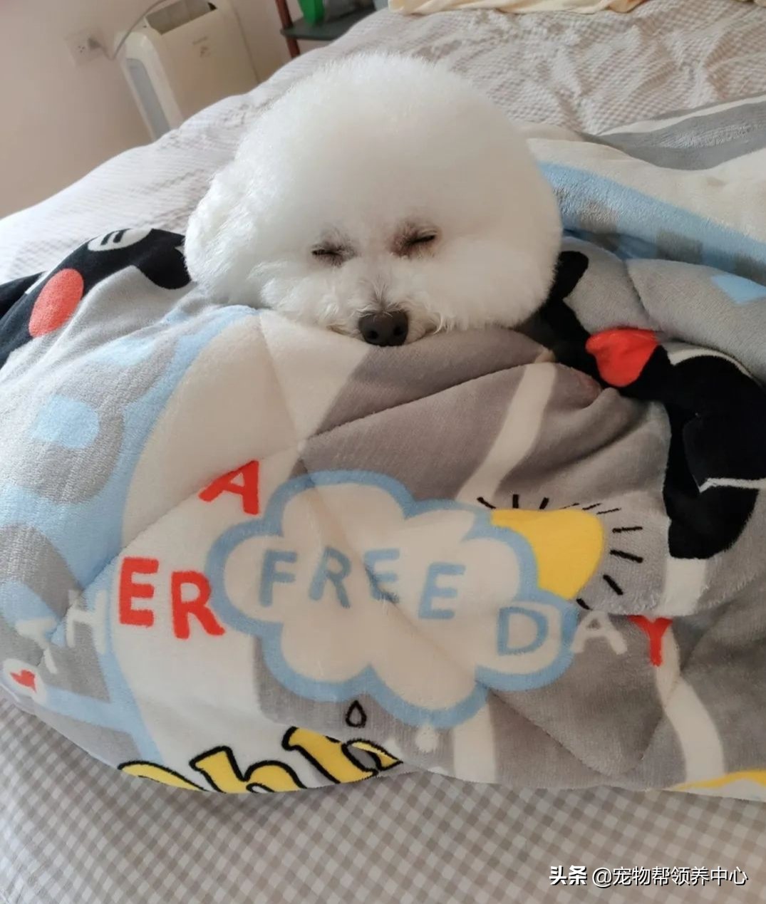 比熊半夜饿醒要不要喂,比熊半夜醒