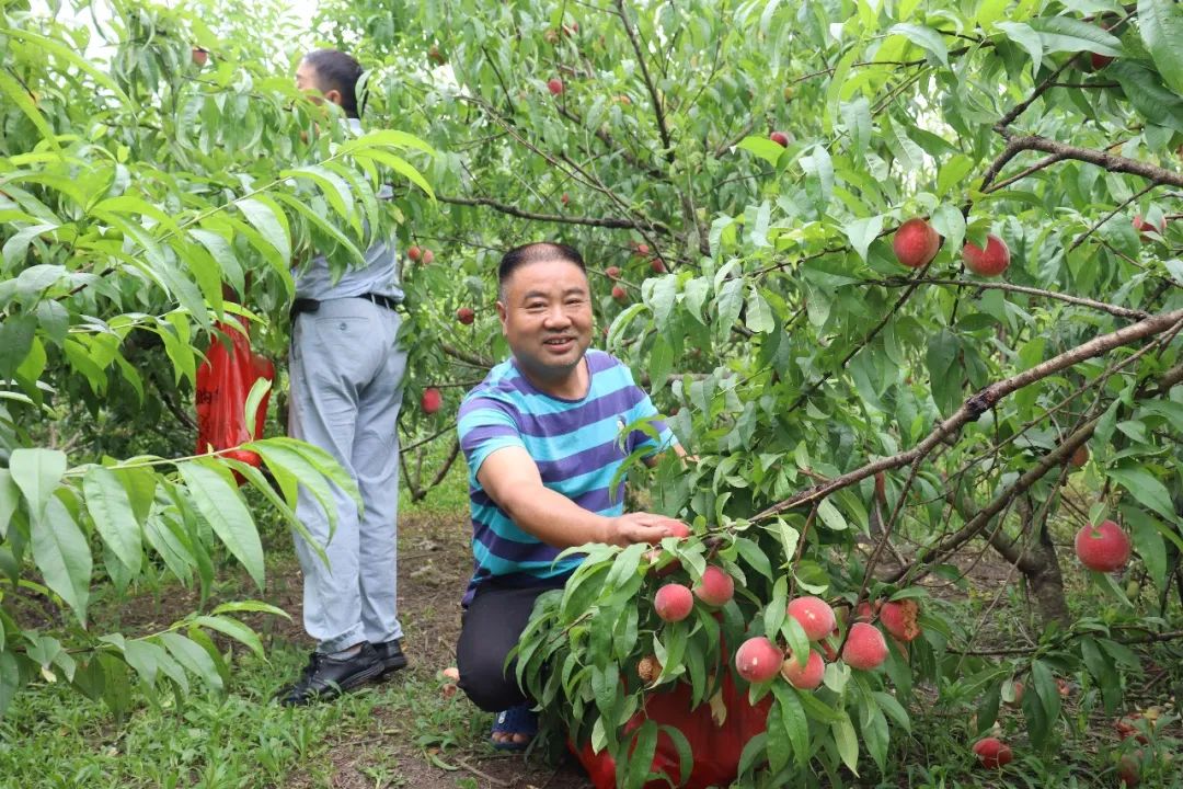 看乡村振兴成果视频,乡村振兴看平原