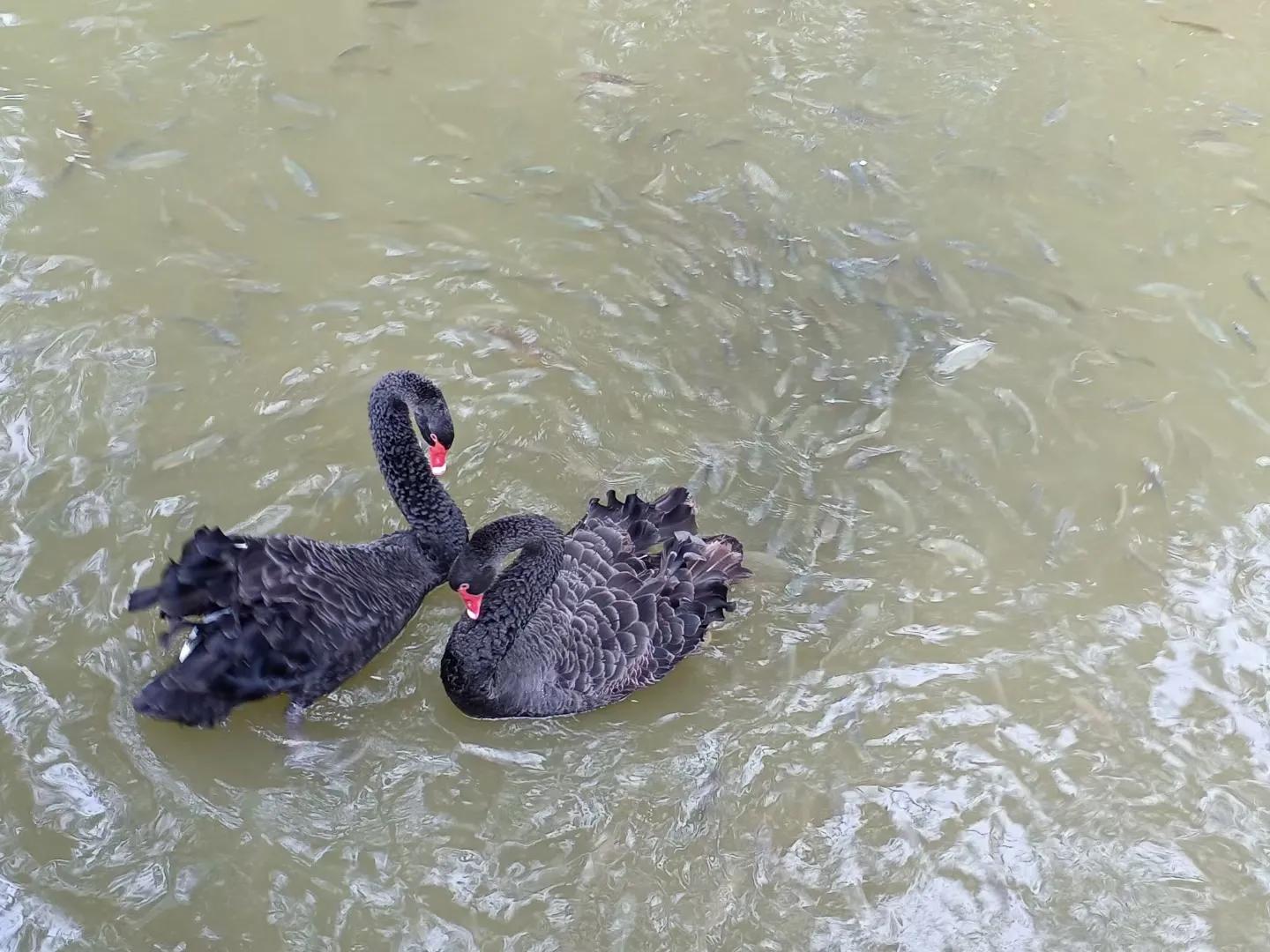 白云湖公园一日游推荐,香山公园附近一日游