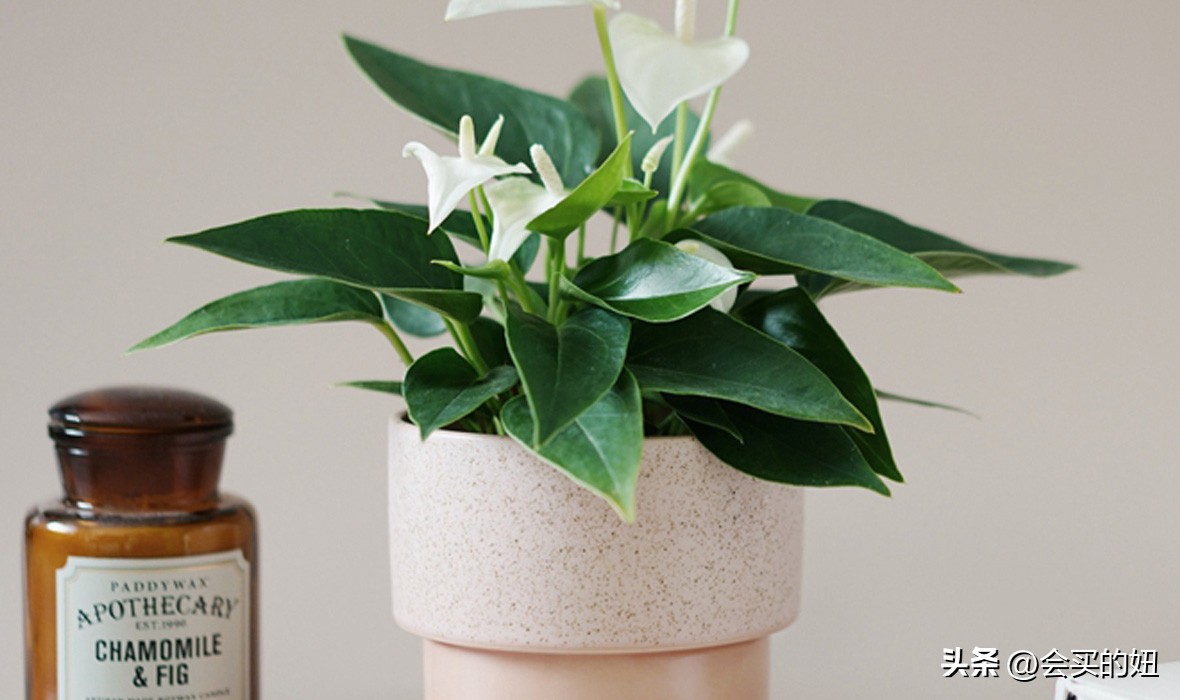 价格便宜且又有实用价值的绿植,家里值得买的绿植