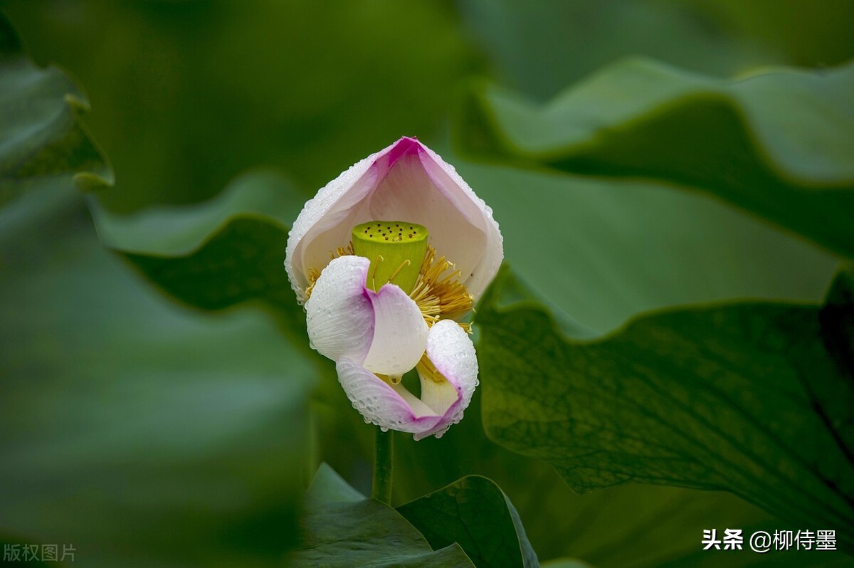 如何拍荷花才不俗,拍摄荷花忌讳