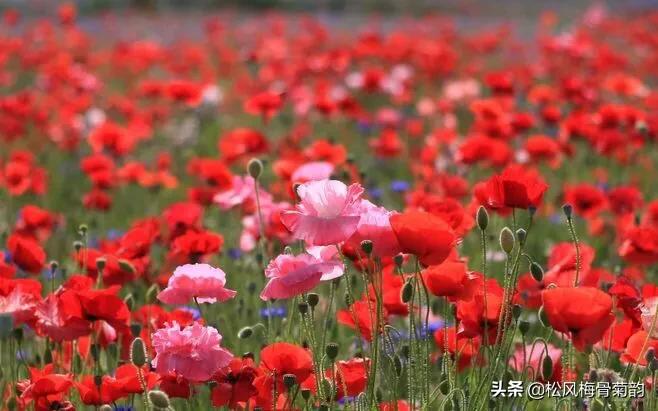 阳光染花颜，清露润芳心，倾情一绽为君开，只盼君再来