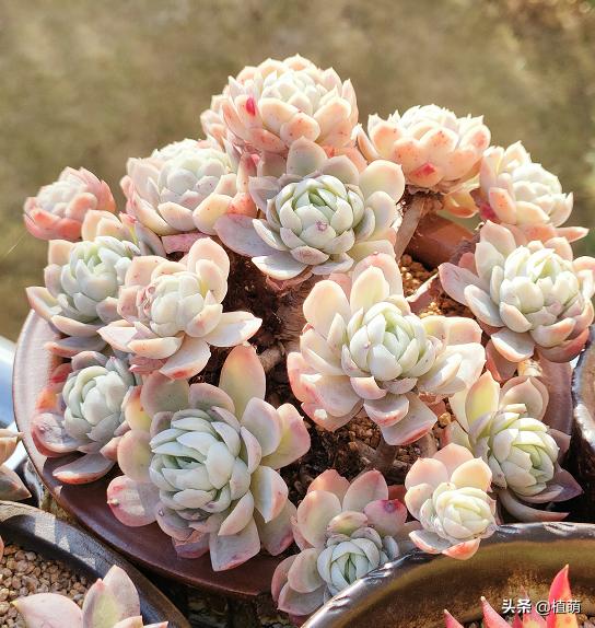 冰梅什么品种最好养,小叶冰梅都可以养出特别好的色吗