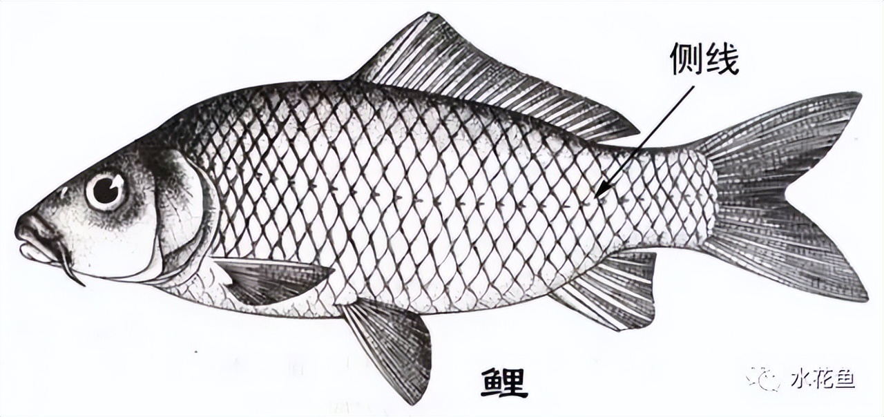 鱼的内部器官构造,鱼类的器官特征