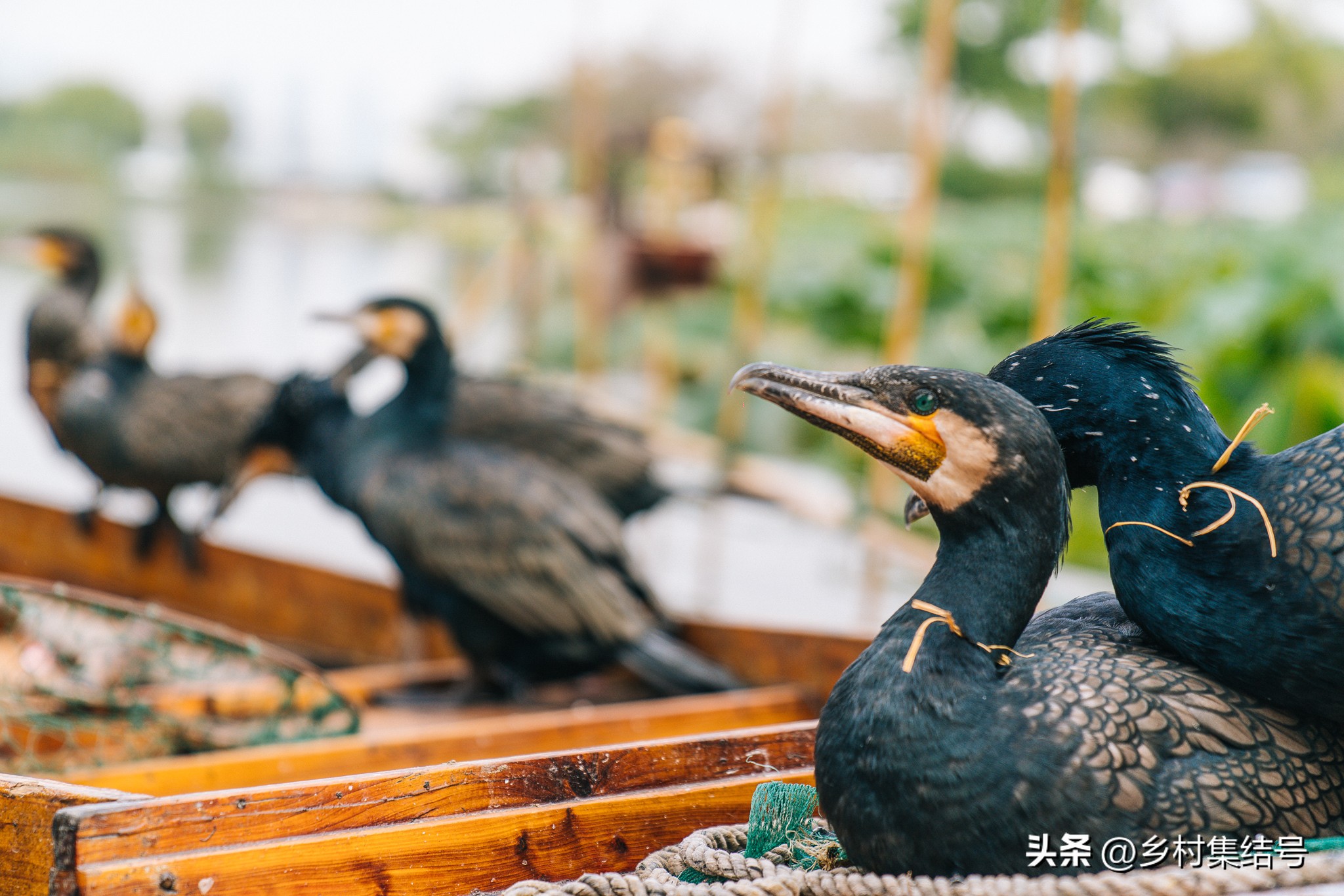 日本乡村衰败,日本伊根町