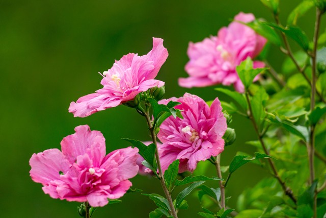 适合懒人在家养的5种花,适合新手养的3种花超级好养