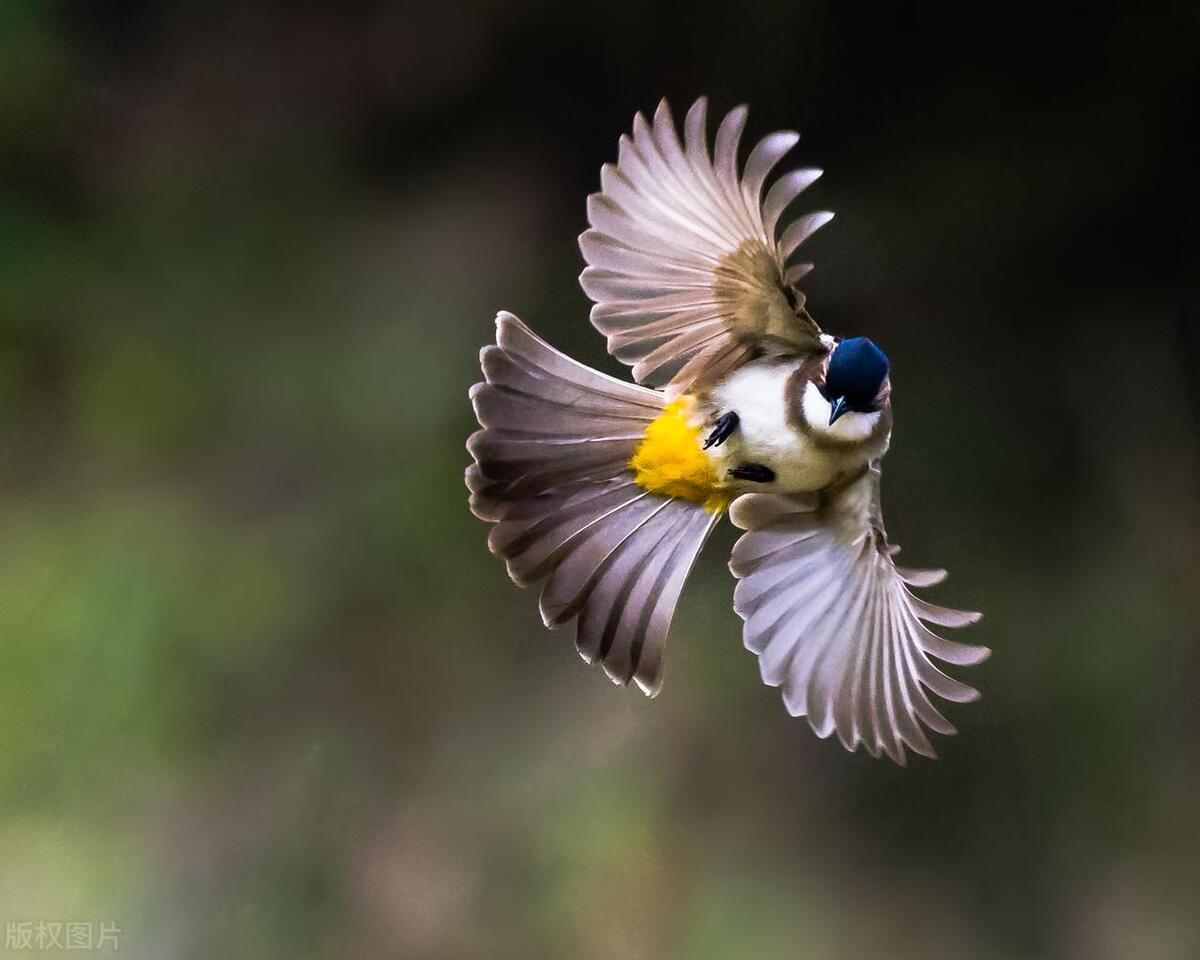 为什么鸟类有羽毛,为什么鸟类羽毛是彩色的