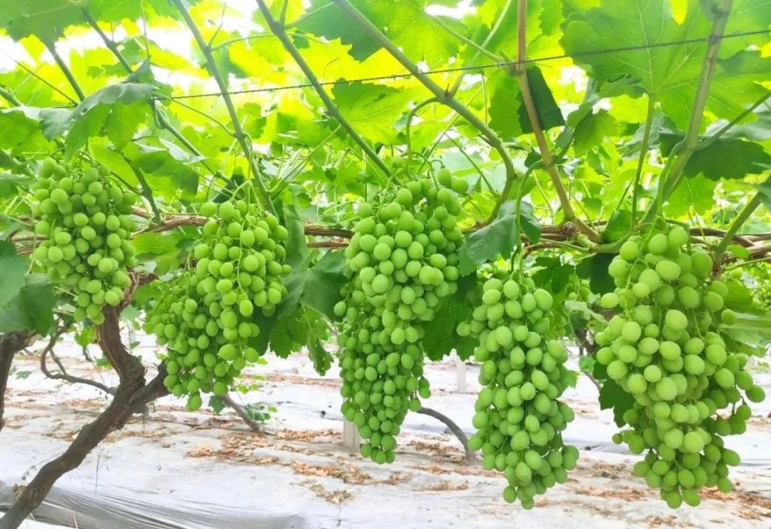 怎样让葡萄没有硬核期,葡萄硬核期要施肥