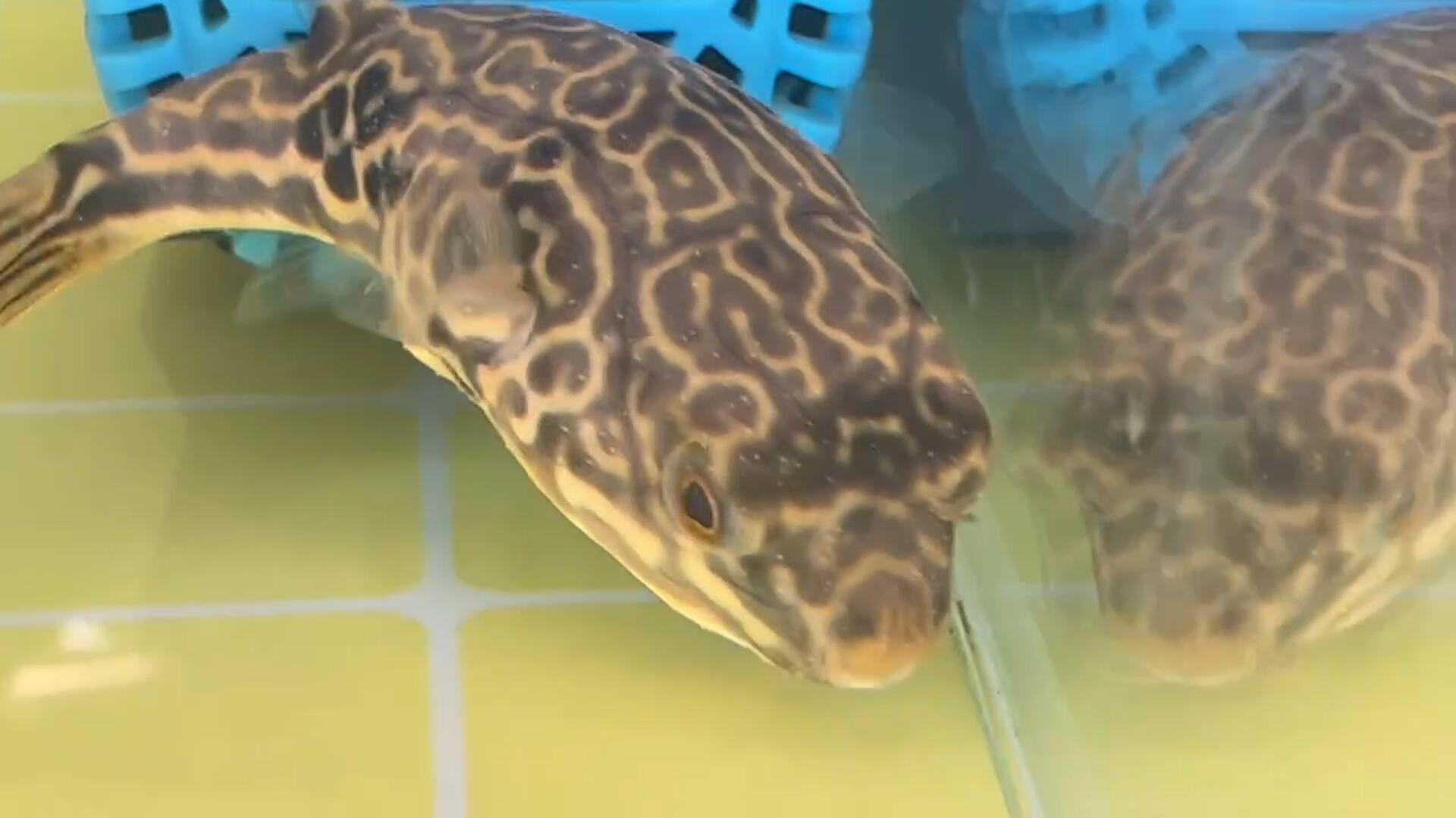 狗头鱼白点下什么药,狗头鱼起白点怎么办