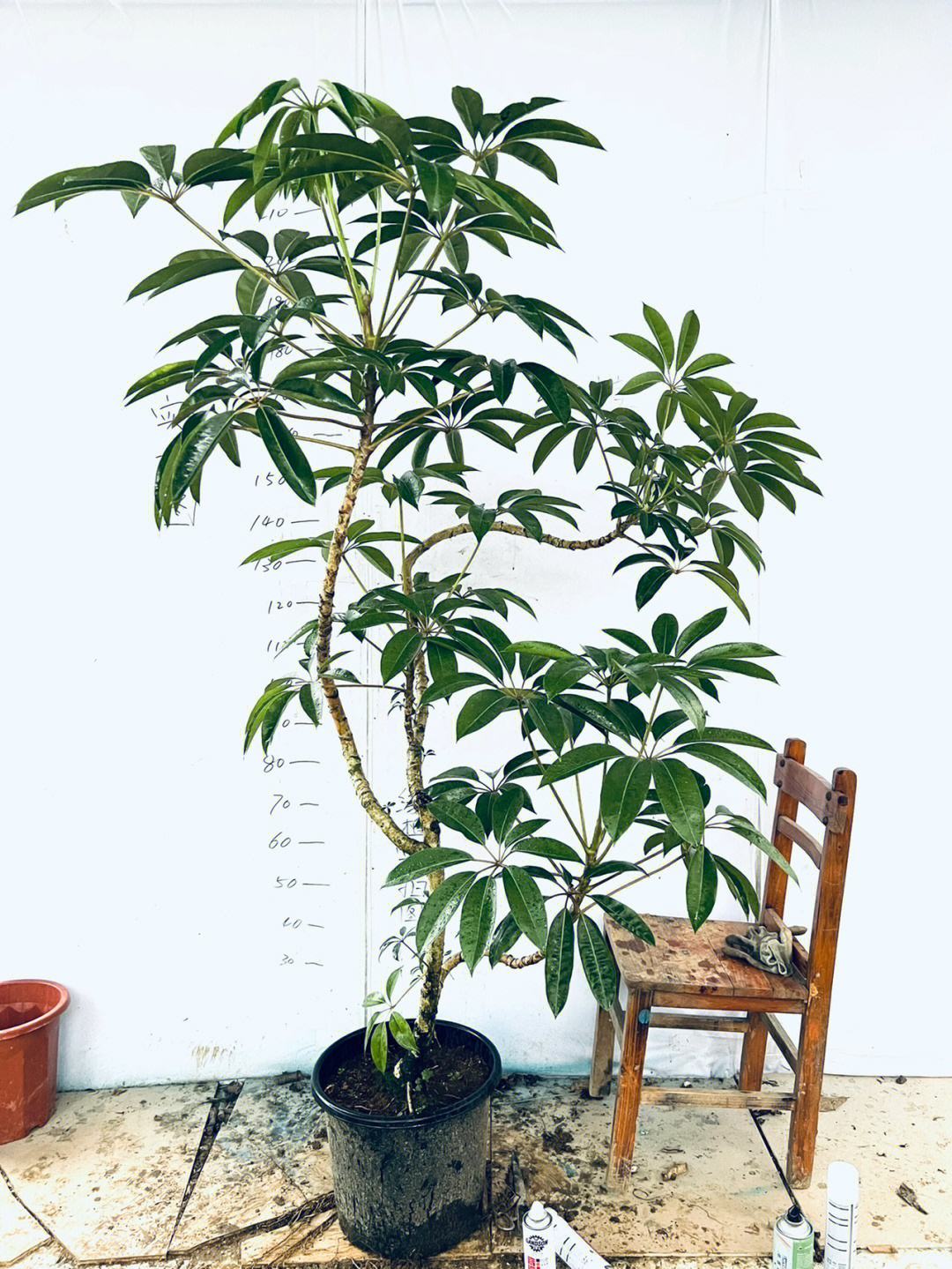 进阶为植物养殖高手必养的植物,20年种植经验告诉你多肉这样养