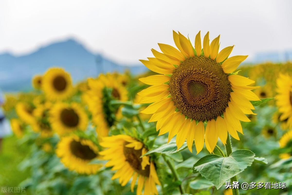 鎺㈣浜氭床鑺遍兘鏄嗘槑鏂楀崡椴滆姳灏忛晣,椴滆姳灏忛晣涔嬫梾