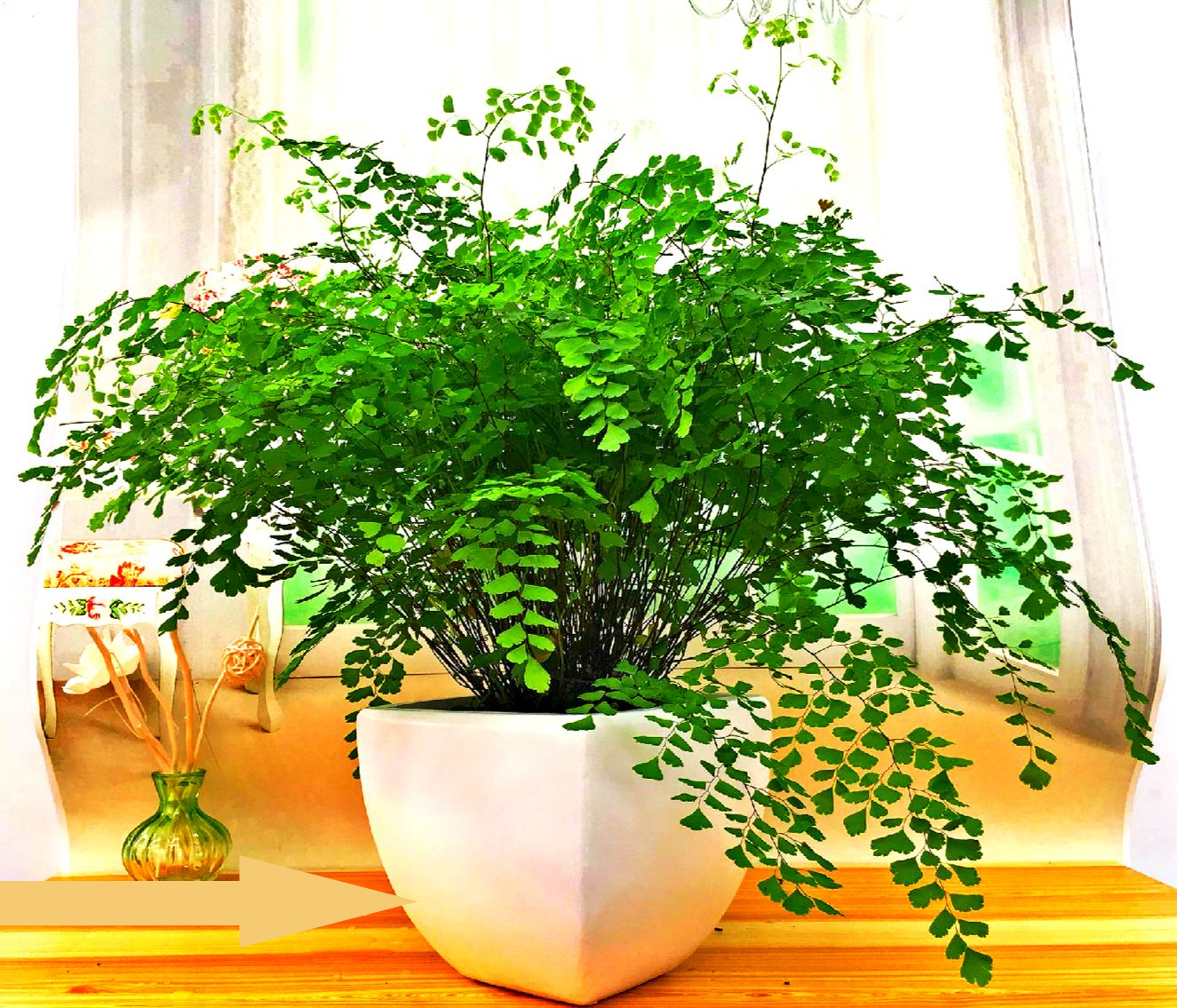 16种喜阴蔬菜,16种适合夏天养的花