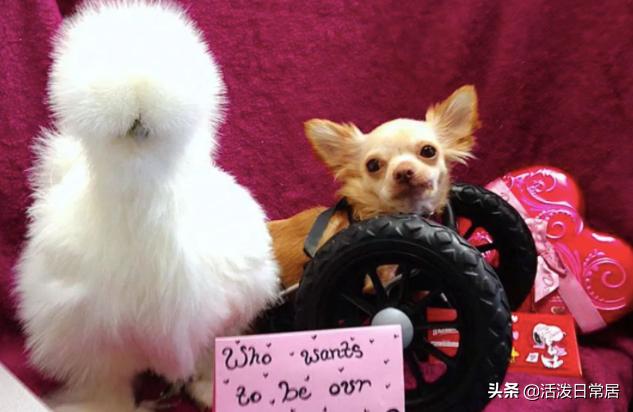 狗跟喜鹊待久了竟开始假孕分泌乳汁鸟：我把你当朋友你却想当我妈