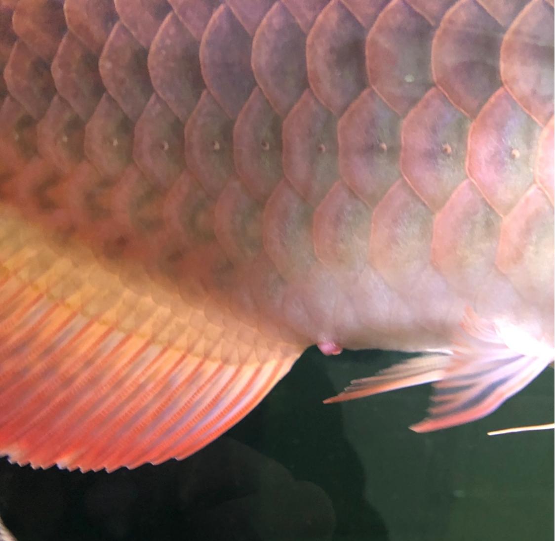 龙鱼脱肛怎么治疗,龙鱼脱肛反复