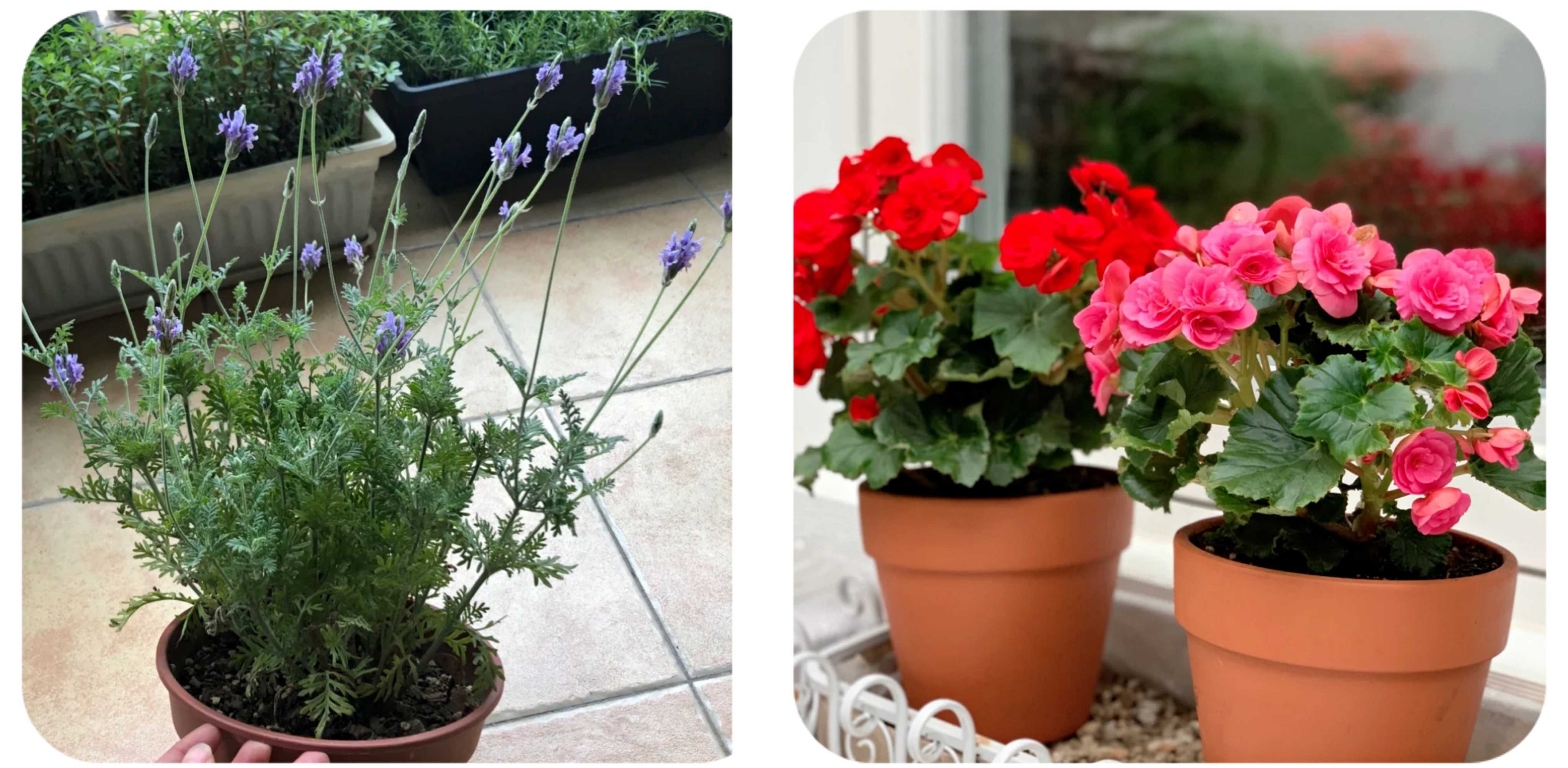 100种花能养在阳台上，50种开花的，40种绿植，10种蔬果