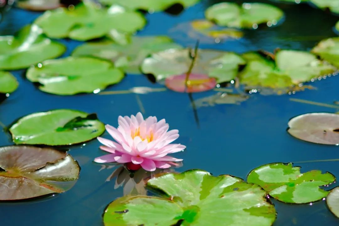 小暑已至！夏日顶流登场，一池荷风，满院莲香，惊艳了整个夏天！