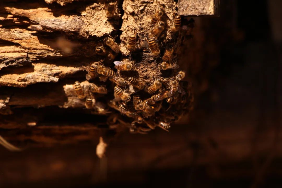 【悦读】大山里的“懒庄稼”生活中的“甜蜜蜜”