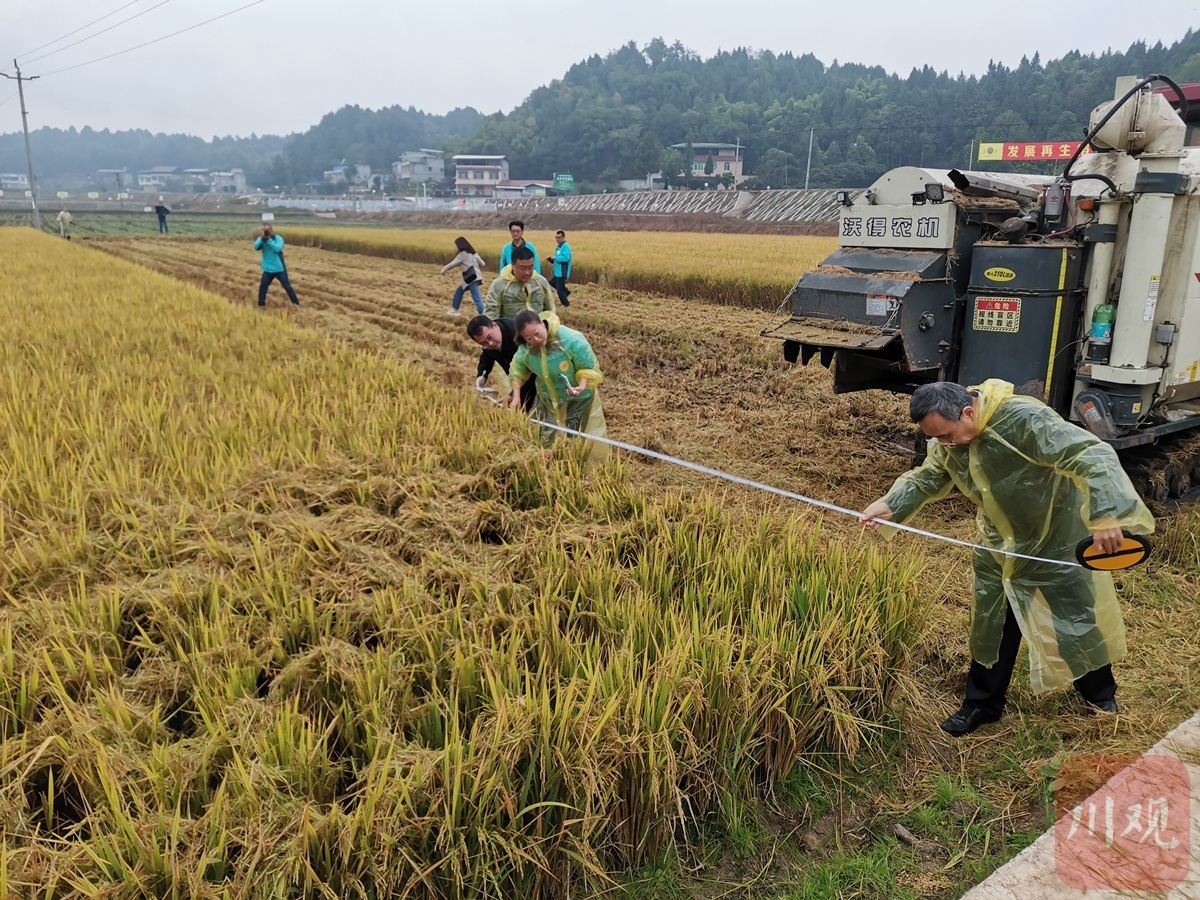再生稻第二季一般亩产多少斤,再生稻高产纪录