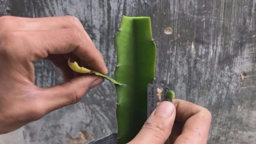 火龙果插枝越长越好吗,火龙果是幼枝插好还是老枝好