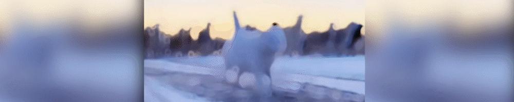 林晓芸的8700亿身家,ceo林晓芸