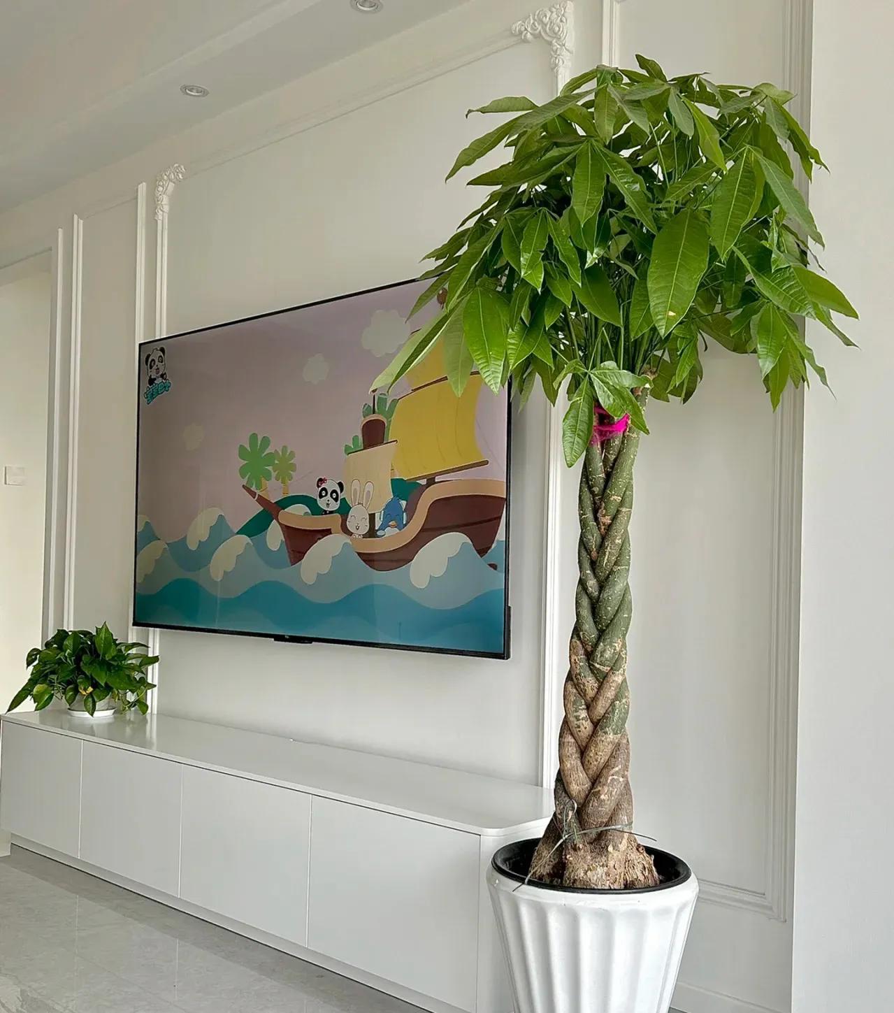 新家养什么花可以除甲醛,吸甲醛最快的4种花图片