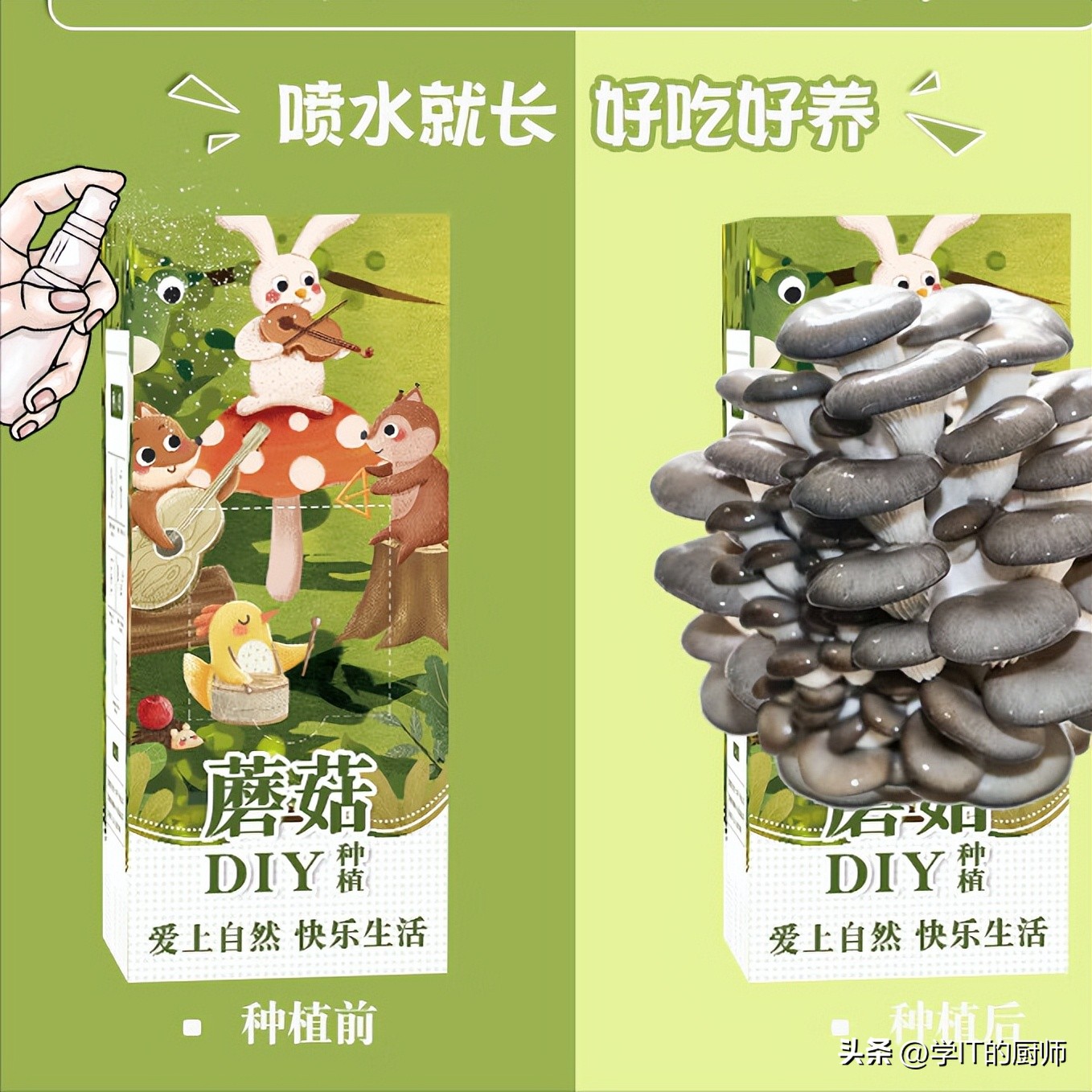 农村创业最大难题揭秘：销路问题如何解决？蘑菇盲盒带来销售奇迹