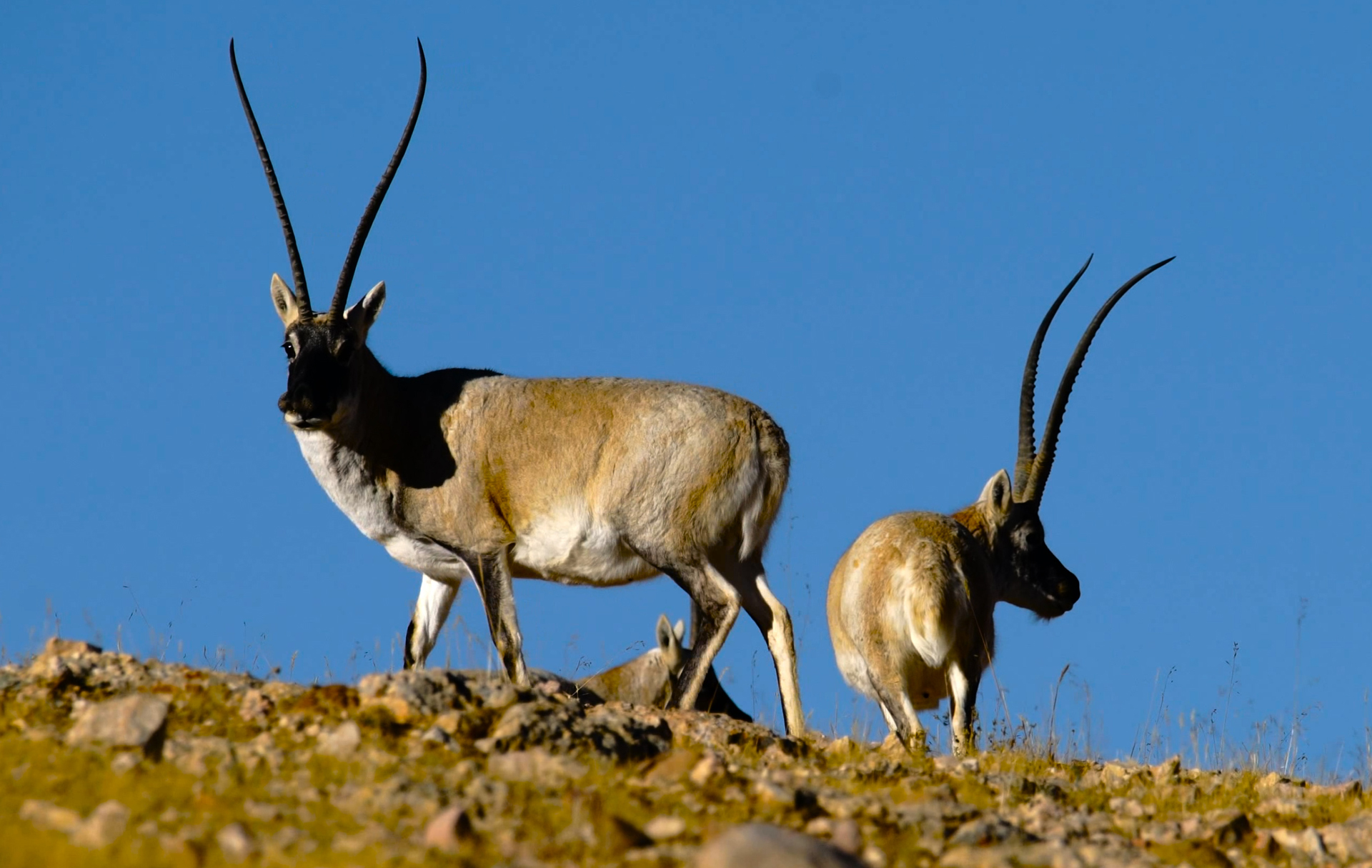 顶级探险家发现神秘洞穴,探险家的坟墓