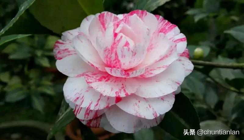 山茶花纯音乐,山茶花