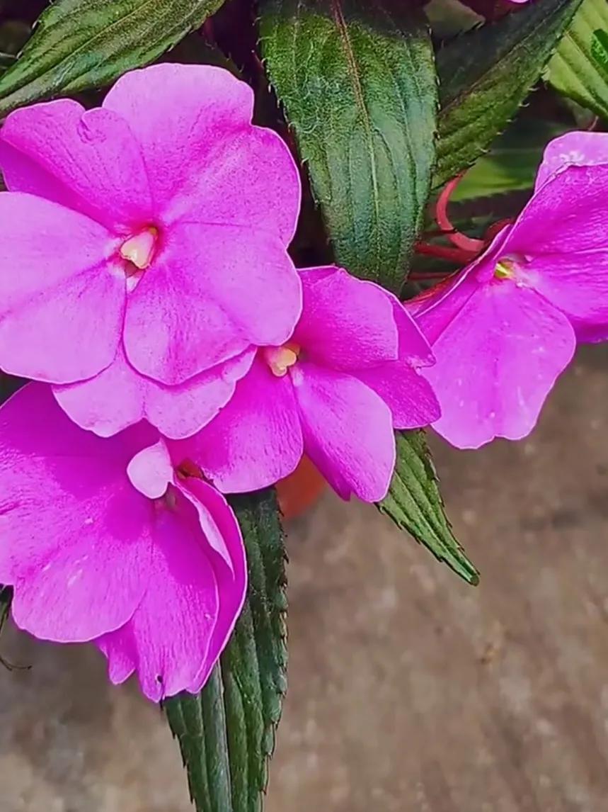 美丽五颜六色的凤仙花,七月最美的花景视频素材