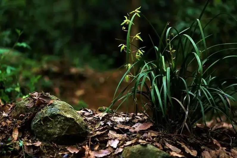 上万人“隐居”终南山，真的是远离世俗？当地村民却直摇头