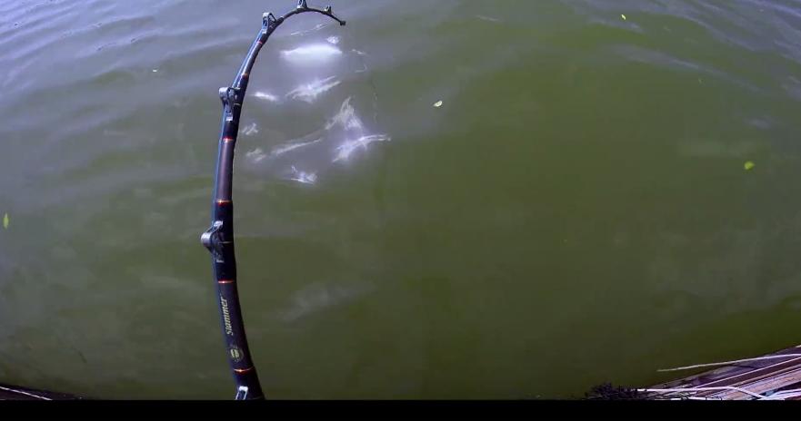 打捞巨型魟鱼,巨大魟鱼