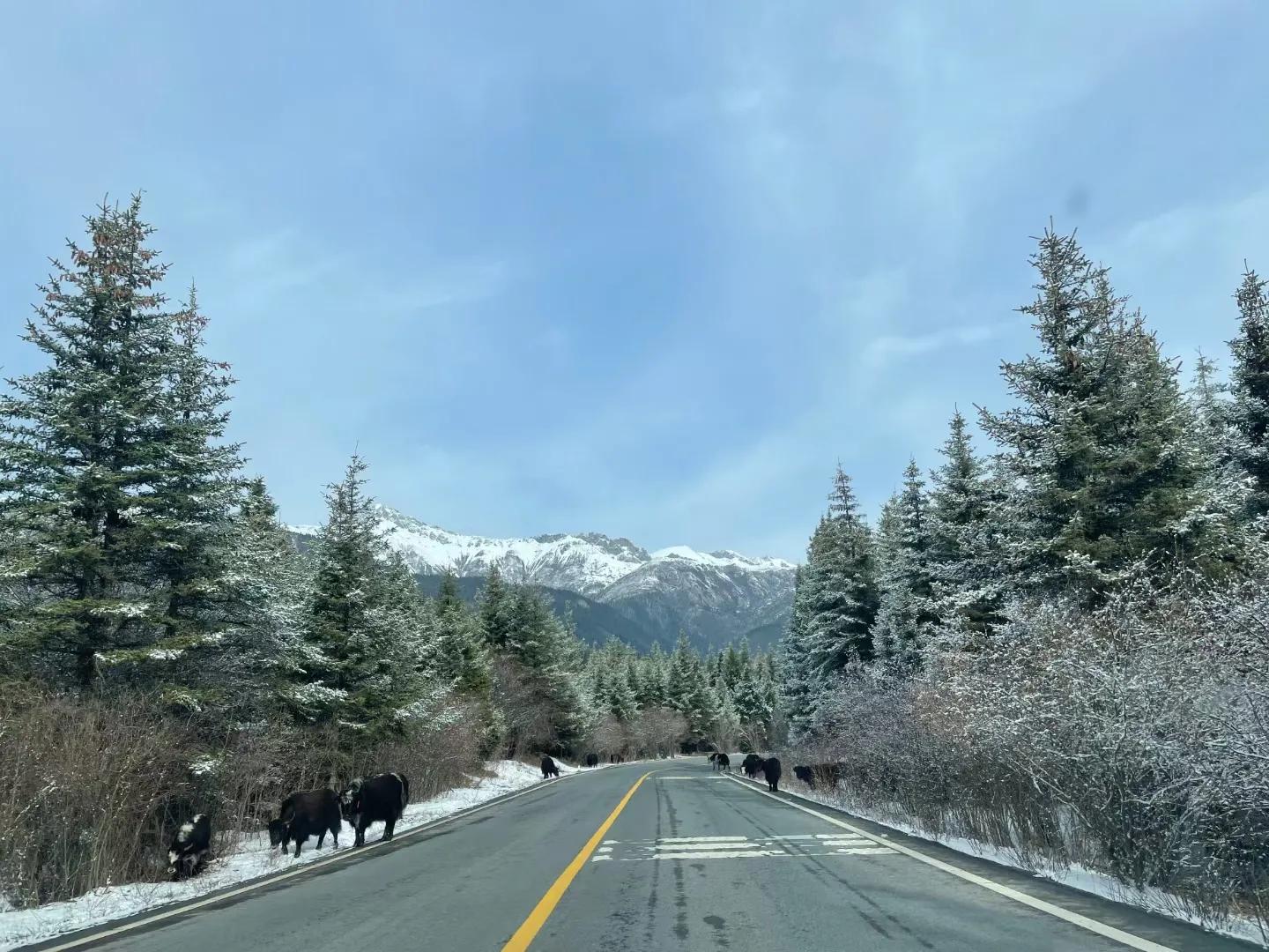 2020奥迪a4l用车技巧,2020款奥迪a4l故障率高吗