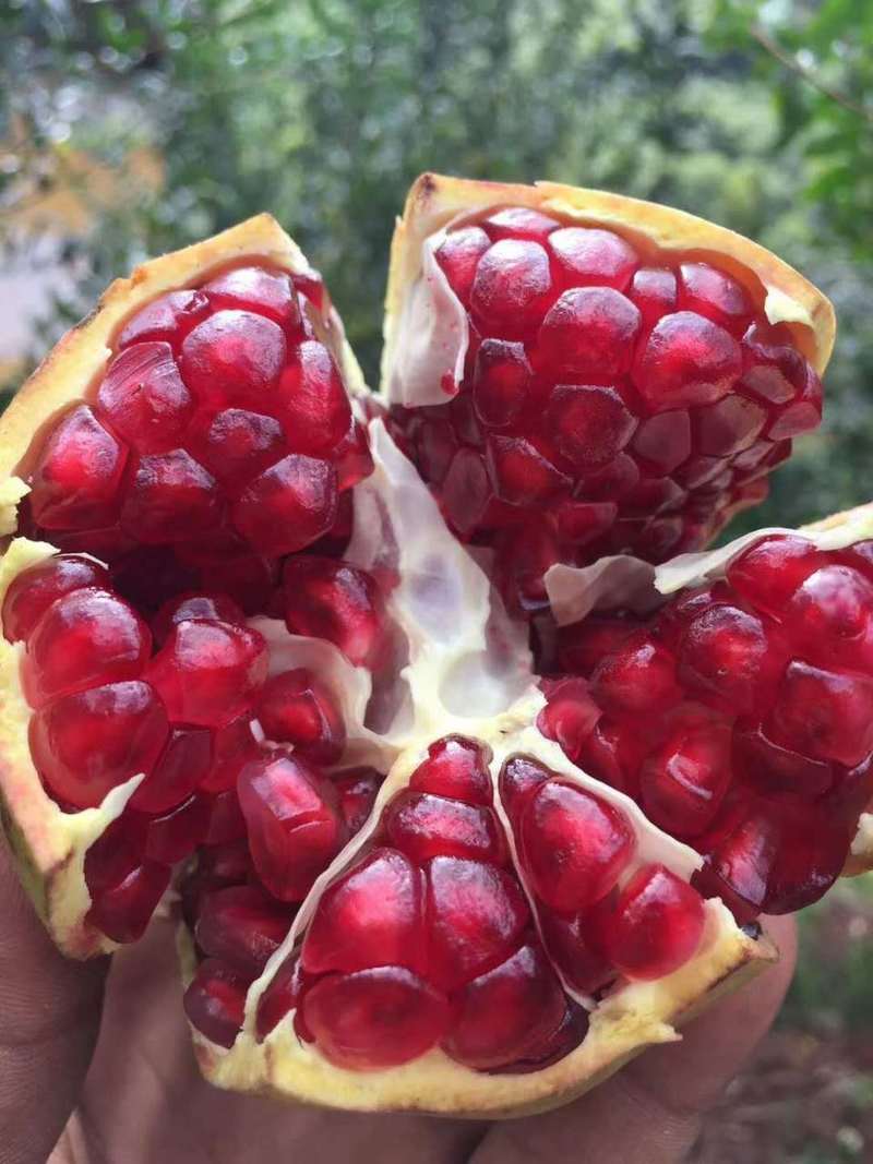 石榴酵素要发酵多久,石榴酵素成功后的样子