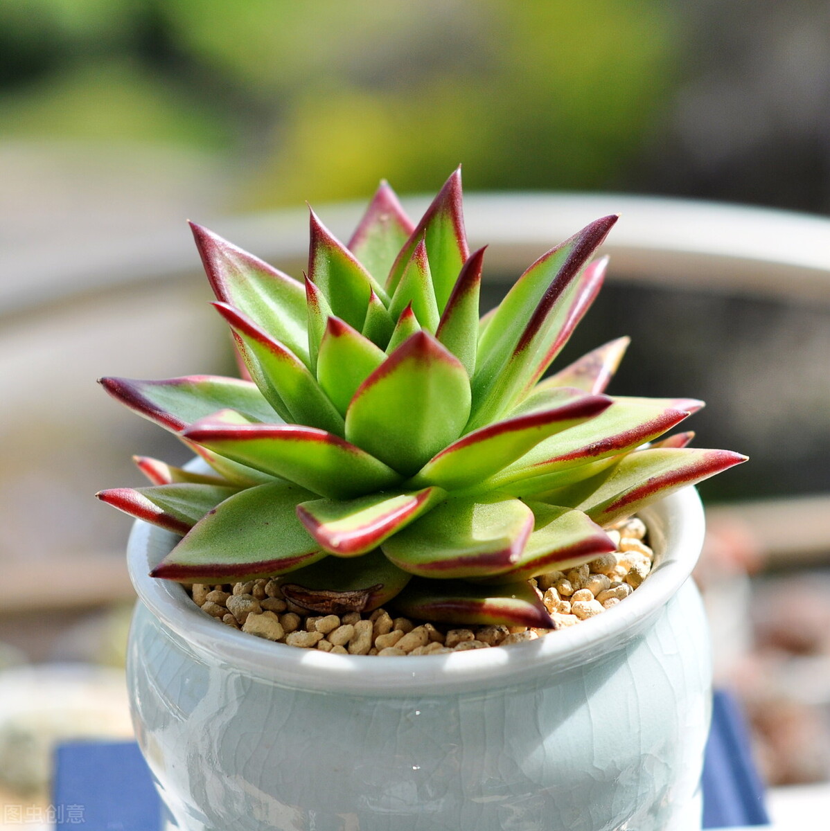 容易爆盆的多肉好养还好看,多肉夏季在室外养还是阳台上养好