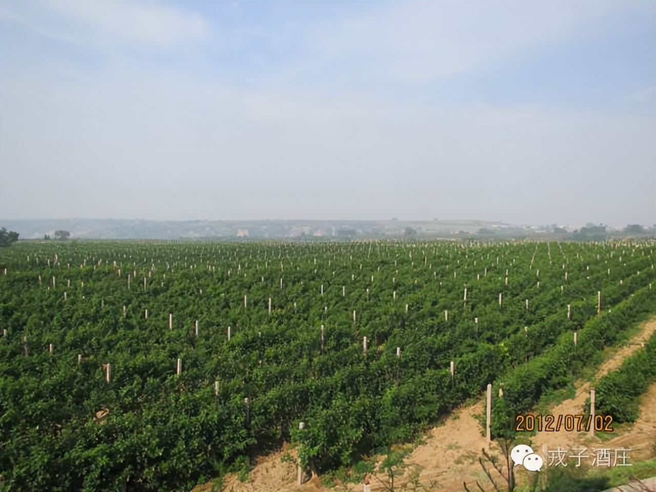 戎子酒庄葡萄酒酿造时间表,戎子酒庄的经济优势