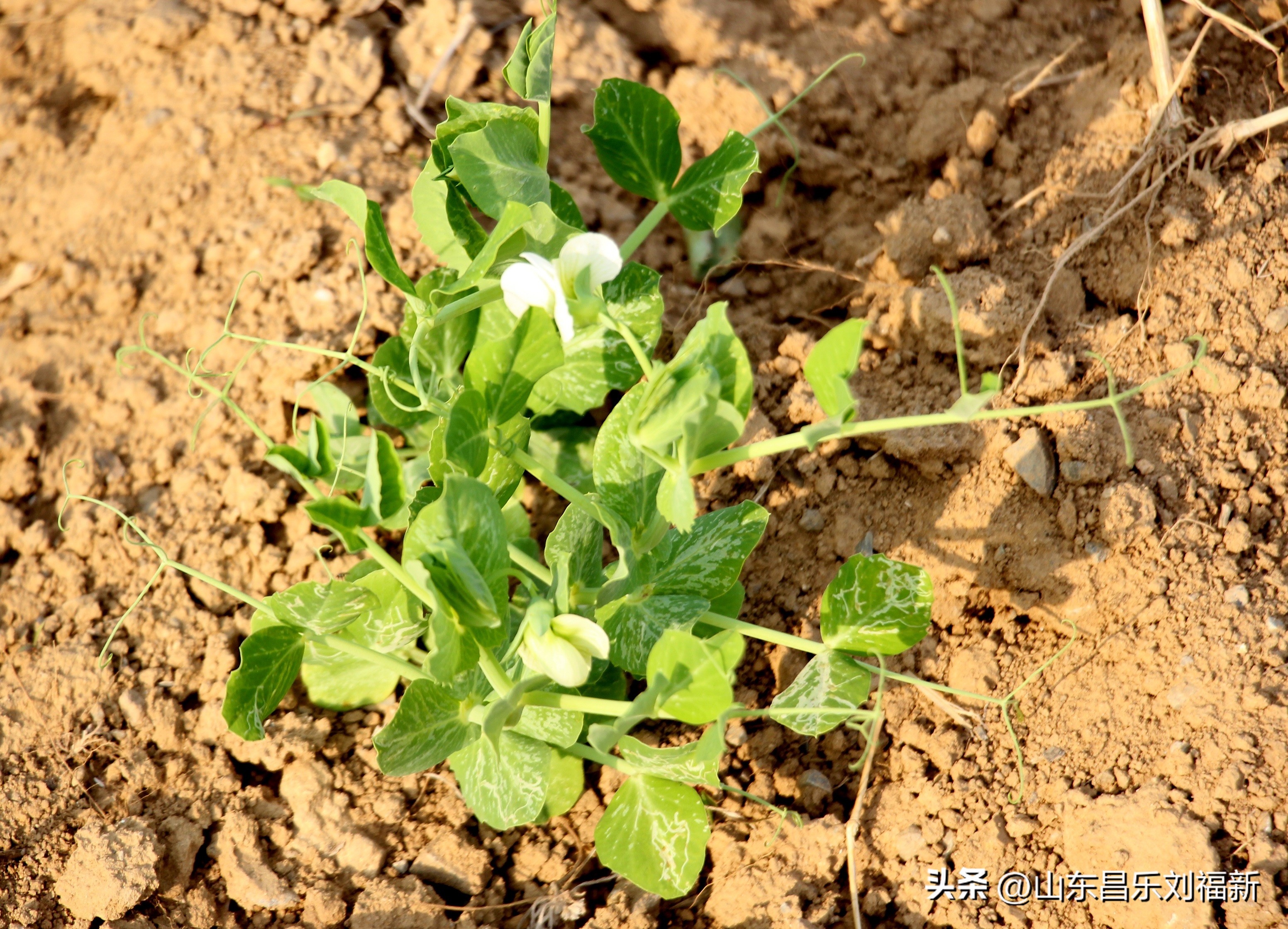 洋槐花·万马奔腾电器·鄌郚医院贴膏药
