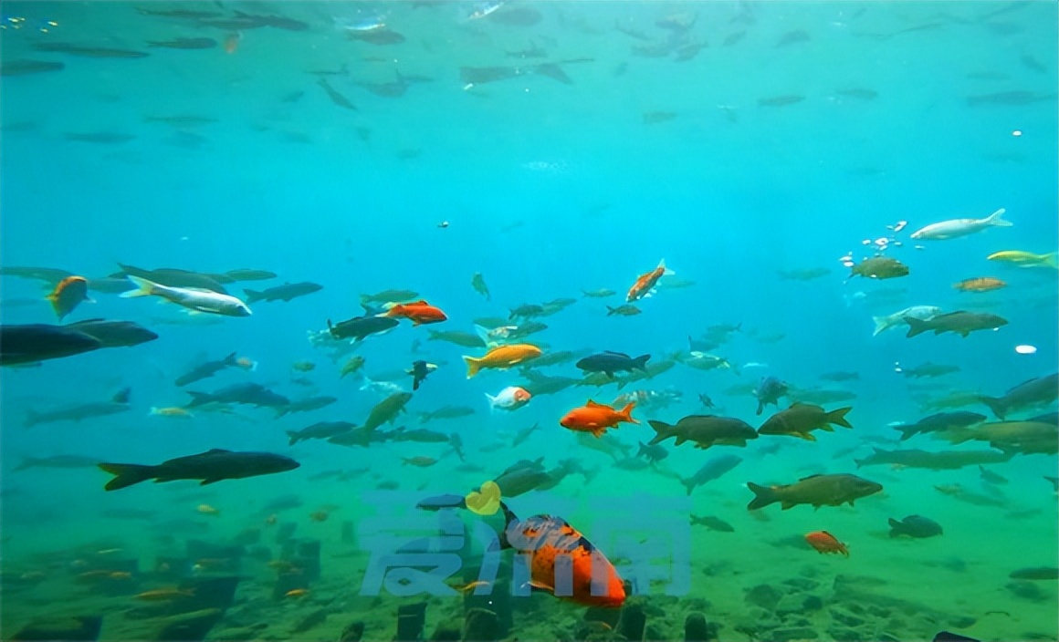 名家话端午|老济南泉畔过端午，有何韵致？