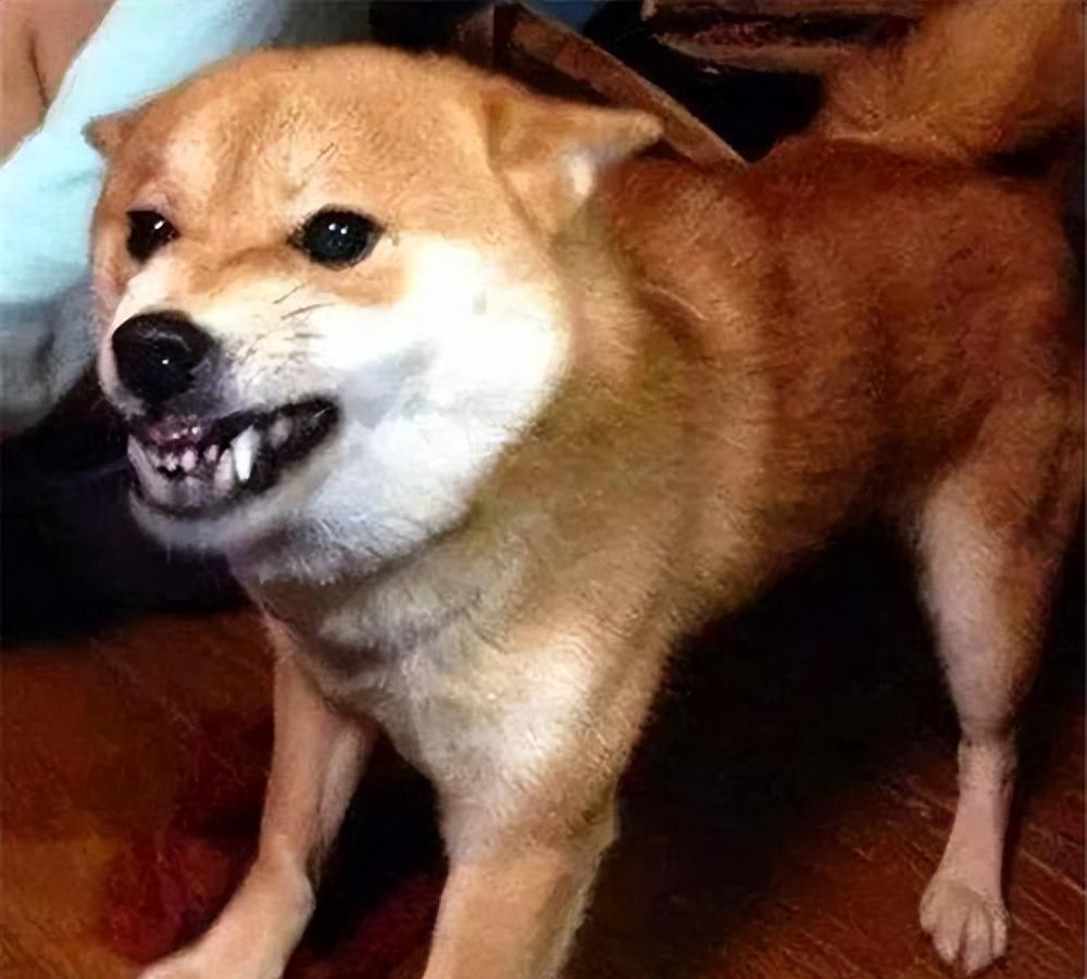 猫得了狂犬病一定会表现出症状吗,狂犬病初期症状一般在被咬几天后