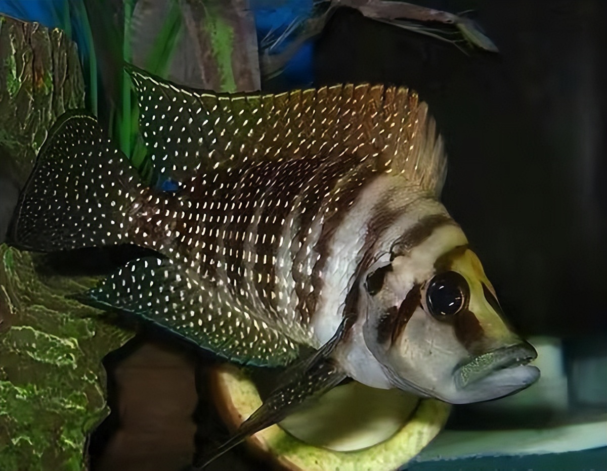 比较容易养的三湖鲷鱼,推荐几款适合新手饲养的观赏鱼