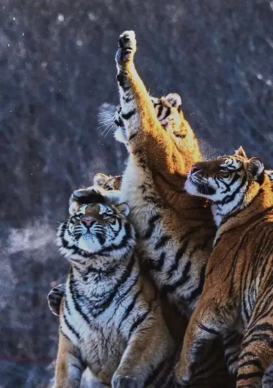 戏说老虎图文杂汇