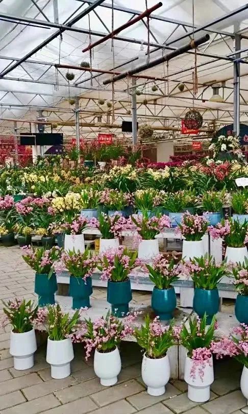 520送花|西安市内9大宝藏花市,分分钟省下上百块