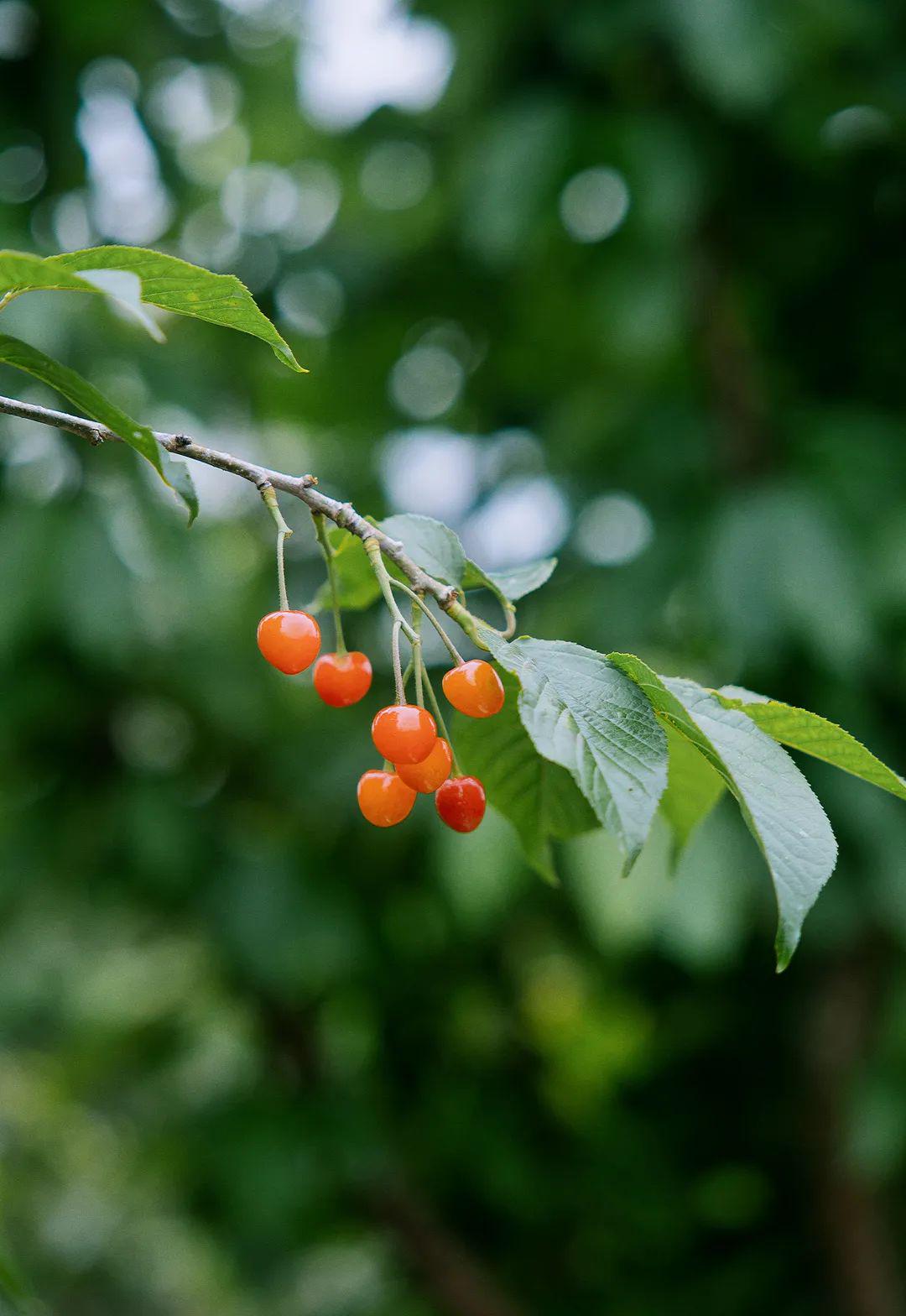 青岛在哪摘樱桃,青岛摘樱桃的好去处